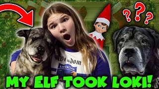 Elf On The Shelf Turned Our Dog Into A STUFFED ANIMAL Best Of The Elf On The Shelf [upl. by Aikram836]