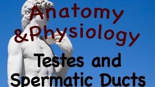 Male Reproductive System  Testes and Spermatic Ducts Of The Male Reproductive System 1902 [upl. by Ellesij413]