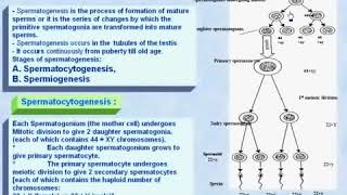 3 General Embryology Spermatogenesis [upl. by Wetzel]