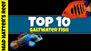 Top 10 Most Stunning Saltwater Fish [upl. by Ived]