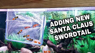 Adding New Santa Claus Swordtail Fish In Livebearer Tank [upl. by Darian]