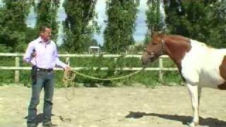 Michael Peace approach for clipping your horse [upl. by Hoeve957]