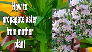 HOW TO PROPAGATE ASTERS FROM MOTHER PLANT  ASTER PROPAGATION [upl. by Naval]