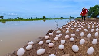 Full video I caught a lot of fish and duck eggs in the creek as well as other places [upl. by Almira668]