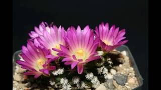 Mammillaria hernandezii [upl. by Martella]