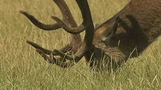 Irate man chases Fenton the dog in Richmond Park [upl. by Avot]