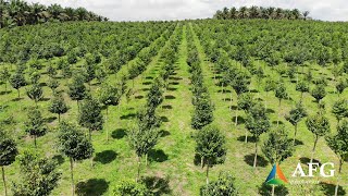 Agroforestry Group  Aquilaria Plantation in Malaysia [upl. by Sadick]