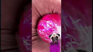 JAURAIS PRÉFÉRÉ QUIL NAIT PAS VOLÉ CE BONBON  😱 RÉACTION DU CHIEN AnimauxDrôles Chien [upl. by Krystle7]