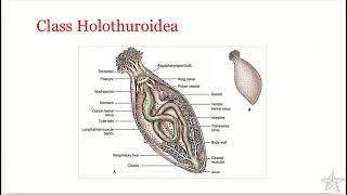 Phylum Echinodermata  Class Holothuroidea [upl. by Hallimaj]