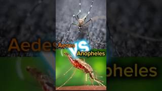 11 Aedes vs anopheles comparison mosquito aedes anopheles [upl. by Nilyaj]