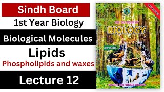 Phospholipids and waxes  lipids  biological molecules  class 11 biology Sindh board new book [upl. by Dnalon]