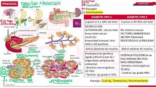 CLASE UNIVERSITARIA  QX MEDIC ENDOCRINOLOGÍA DIABETES MELLITUS [upl. by Ahsielat]