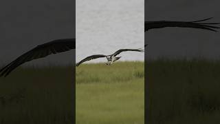 Osprey picking up nesting material  shorts wildlife birds ospreynest canonr3 ospreys [upl. by Channa794]