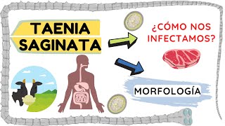 TAENIA SAGINATA  TAENIA SAGINATA MORFOLOGÍA  TAENIA SAGINATA CICLO DE VIDA  TAENIA PARASITOLOGY [upl. by Samled138]