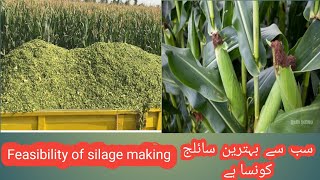 Feasibility of silage making II Silage making options II Cheapest corn silage II Best quality silage [upl. by Edrei795]