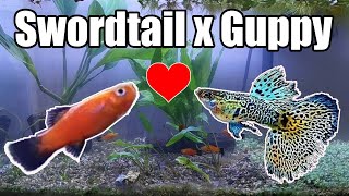 Swordtail Guppy Hybrid Can Swordtail Breed with Guppy [upl. by Em]