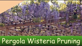 Pruning a Wisteria on a Pergola why when and how [upl. by Aliuqahs]