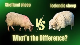 Shetland Sheep vs Icelandic Sheep Key Differences Every Farmer Should Know [upl. by Pasho]