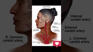 Carotid Artery [upl. by Ramar733]