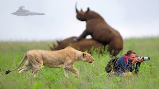 Lion Surprised Wildlife Photographers When He was Taking Pictures of a Pride  Part 3 [upl. by Orlene]