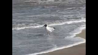 Gaviotas en Punta Medanos Costa Atlantica Punta Medanos Buenos Aires [upl. by Lubbi261]