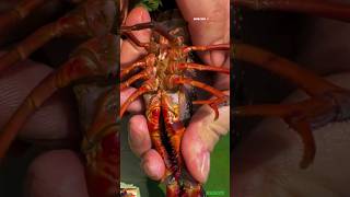 🦞 MessFree Wild Lobster Cleaning 🦞 The Ultimate shellfish short Guide lobstar ytshort viral [upl. by Ykcim]