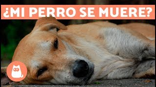 Cómo saber si tu perro se va a morir [upl. by Alba]