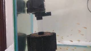 Sponge filter powerhead combo [upl. by Ecam]