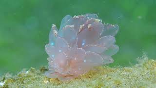 Cyerce Elegans CloseUp in Dauin Philippines Nudibranch [upl. by Arbmat439]