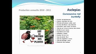 Tuto jardin Asclepias Curassavica red burttefly fiche technique plante annuelle [upl. by Earased]