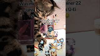 cat funnyvideo pets cute [upl. by Asiulairam]