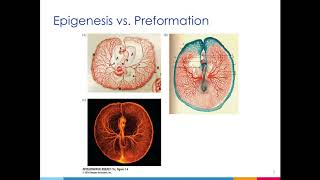 PCB 4253 Chapter 1  Epigenesis amp Preformation [upl. by Grier426]