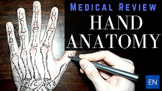 Anatomy of the Upper Limb Dorsum of Hand [upl. by Hairahs]