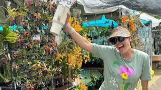 Redland International Orchid Festival 2024 Great Vendors amp Orchids Tips Before You Go Preview Day [upl. by Ttennej23]