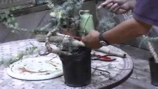 About My Blue Atlas Cedar Bonsai [upl. by Muscolo]