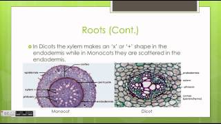 Monocots vs Dicots [upl. by Nimzay]