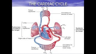 GCSE PE Revision The Cardiac Cycle Paper 1 Cardiovascular System [upl. by Vano]