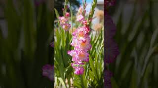 I GLADIOLI in fiore nella nuova campagna fiore flowers flowers [upl. by Dragde696]