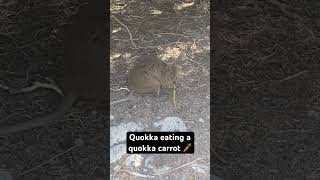 Quokka on Rottnest Island munching on a quokka carrot australianwildlife marsupials tourismwa [upl. by Gallenz]