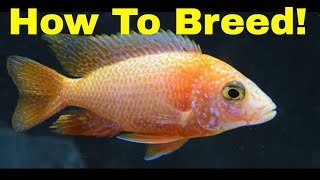 How to Breed Peacock Cichlids [upl. by Casimire]