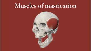 Muscles of mastication part 2 [upl. by Bartel647]