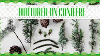 Bouturage des conifères 🌲 comment bouturer un sapin [upl. by Burgwell617]