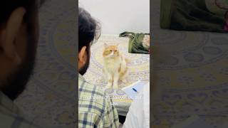 Billu is very clever😱🤣catcomedy cat billucat sajidcat comedy billicomedy funny catlover [upl. by Anelav]