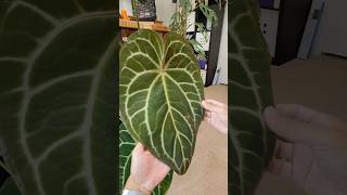 two year old anthurium regale leaf and crystallinum x magnificum 🌱 [upl. by Retloc]