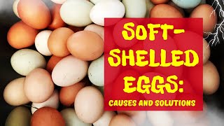 Solving the Mystery of SoftShelled Eggs Causes and Solutions [upl. by Daggna]