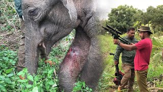 Gunshot wounds of Elephant calf  हाथी के बछड़े को गोली लगी [upl. by Laehcor435]