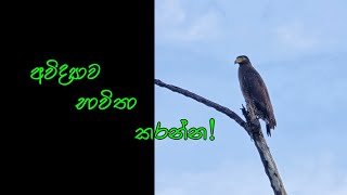 අවිද්‍යාව භාවිතා කරන්න [upl. by Corb182]