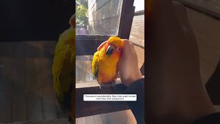 This parrot accidentally flew into a girl house and then she adopted it animalshorts parrot [upl. by Nylireg]