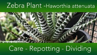 How to Grow The Zebra Plant Succulent  Haworthia attenuata Varieties and Propagation [upl. by Ardiek]