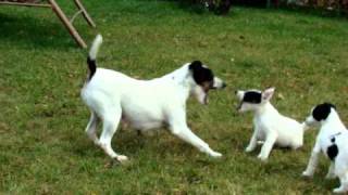 Fox Terrier games [upl. by Lilak]